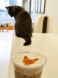 Harajuku Cat cafe that boosts your mood!