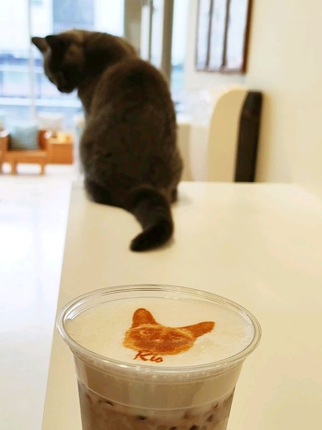 Harajuku Cat cafe that boosts your mood!