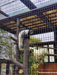 Yokohama Zoological Gardens - Free entrance!