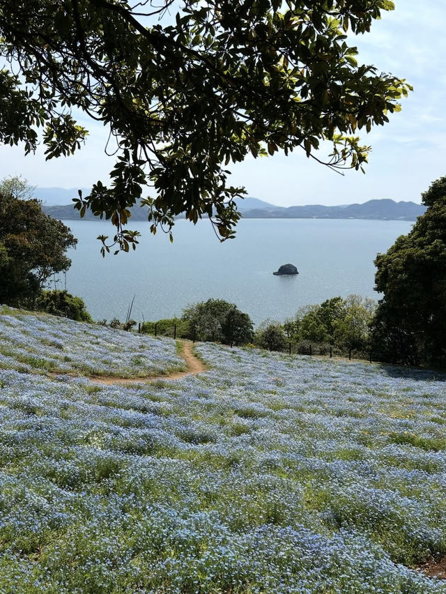 【福岡の隠れ楽園🌺】能古島でのんびり島時間を満喫しよう