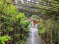 京都 | 梨木神社，開滿幸運草和名水的靜謐神社