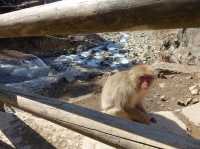 🐒 Jigokudani Yaen-Koen – A Snow Monkey Experience Worth the Hike