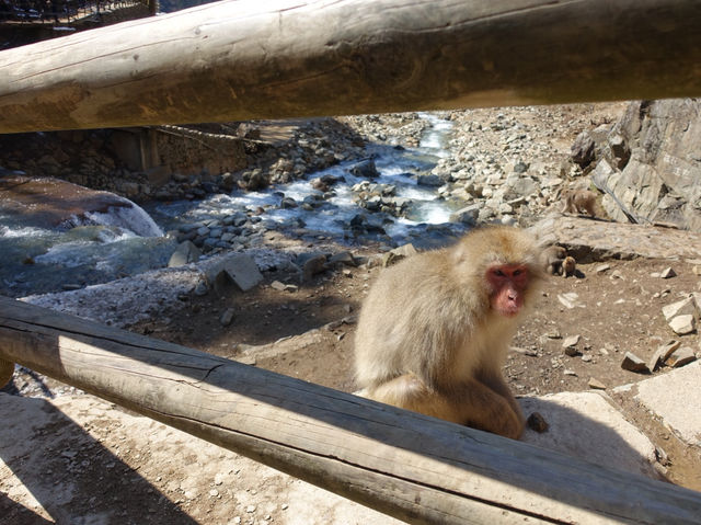 🐒 Jigokudani Yaen-Koen – A Snow Monkey Experience Worth the Hike