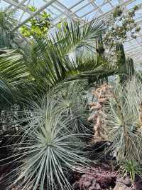 神代植物公園🇯🇵の大温室でサボテン鑑賞🌵⟡.·
