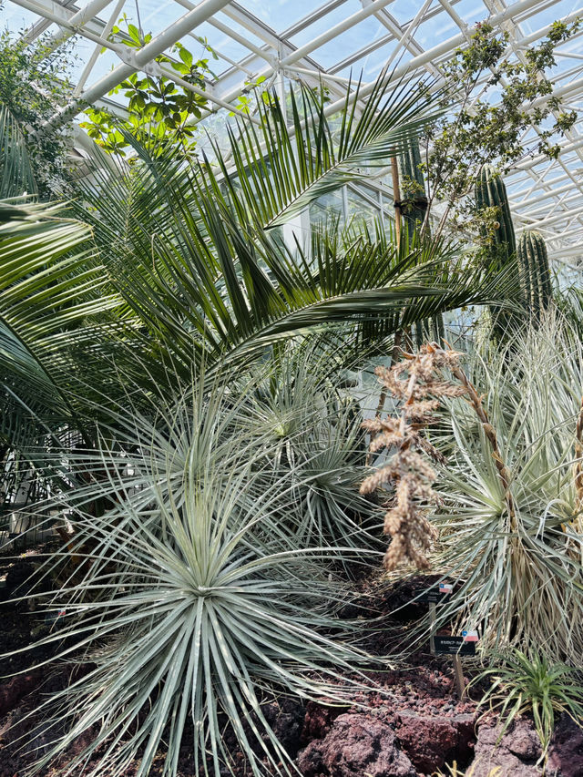 神代植物公園🇯🇵の大温室でサボテン鑑賞🌵⟡.·
