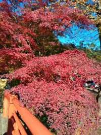 紅葉の修善寺