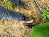 🌾 Mist, Mud & Magic – Sapa Rice Field Hike in June