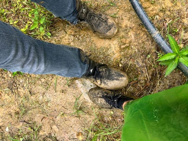 🌾 Mist, Mud & Magic – Sapa Rice Field Hike in June