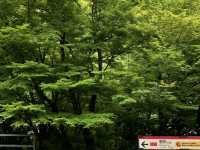 Eizan Electric Railway: My Journey on the "Train to the Green Forest"! 🌳🚃