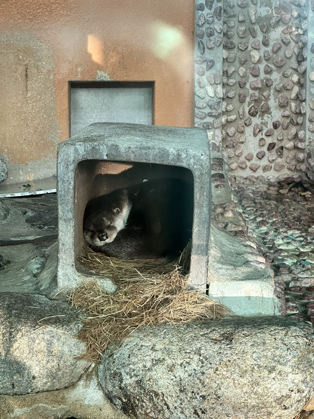 首爾動物園怎麼玩？韓國親子旅遊神景點🎠