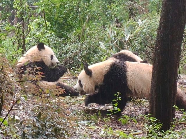🎋【成都｜大熊貓基地】🐼 熊貓控的天堂 × 私人導覽超值推薦 × 捐款還送限量熊貓娃娃！