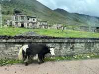 🌈 Kangding’s Muya Holy Land – Where Summer Brings Snow & Rainbows ❄️🐾