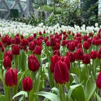 🌷✨ Miracle of Natural Rayong ✨🌷