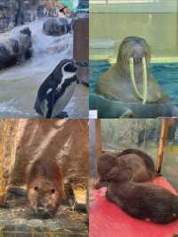 国内で唯一ラッコに会えるの水族館🦦🐚‎🫧【三重県・鳥羽】