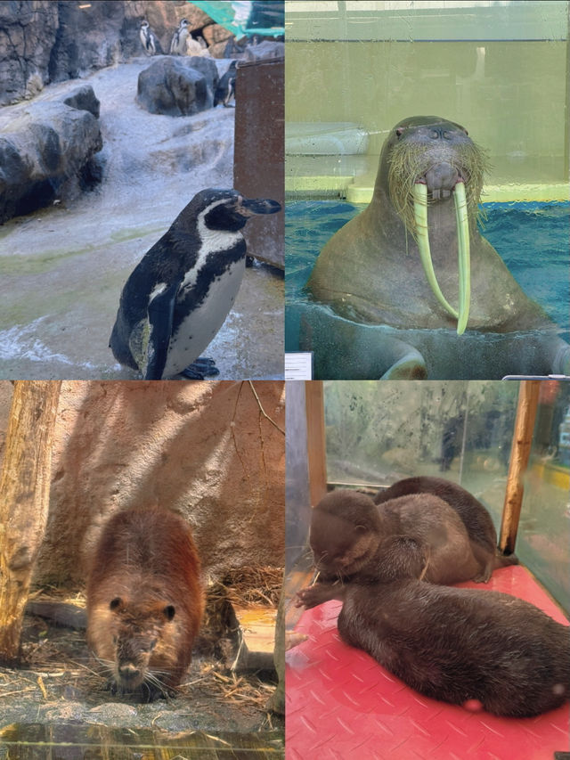 国内で唯一ラッコに会えるの水族館🦦🐚‎🫧【三重県・鳥羽】