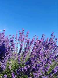 Soul of Purple, Essence of Scent