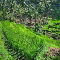 Tegallalang Rice Terrace, Ubud, Bali