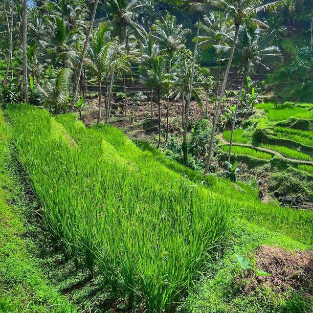 Tegallalang Rice Terrace, Ubud, Bali
