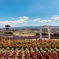 Hinode Lavender Garden: A Solo Traveler’s Purple Paradise in Hokkaido"** 🪻🏔️   