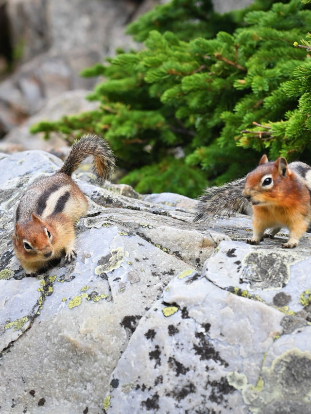 Moraine Lake ยอมในความฟ้าของทะเลสาบ
