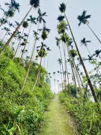一條藏在山林間的詩行| 梅峰古道