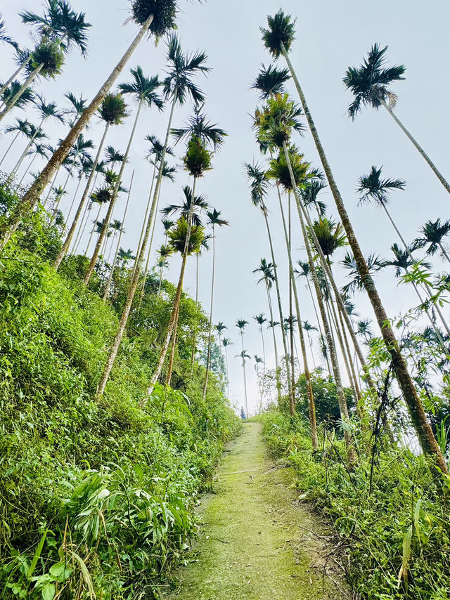 一條藏在山林間的詩行| 梅峰古道