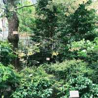 ⛩️日本橋: ビジネス街のまんなか当たる神社として知られる福徳神社芽吹稲荷 へ