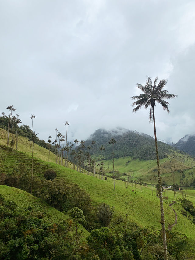 Horseback Adventure Through Colombia’s Stunning Cocora Valley