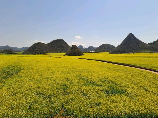 Luoping - Sea of Rapeseed Flowers in Yunnan. Luoping - Sea of Rapeseed Flowers in Yunnan.