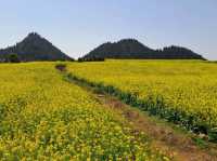 Luoping - Sea of Rapeseed Flowers in Yunnan.