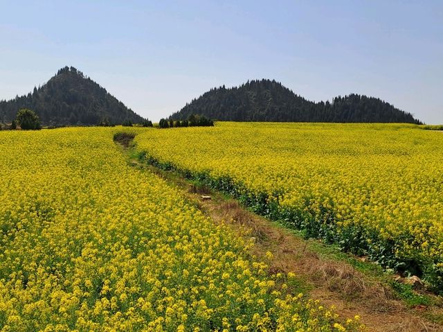 Luoping - Sea of Rapeseed Flowers in Yunnan. Luoping - Sea of Rapeseed Flowers in Yunnan.