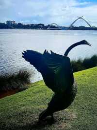 🌊🌅 Scenic Bliss at Swan River Foreshore, Perth! 🏞️✨