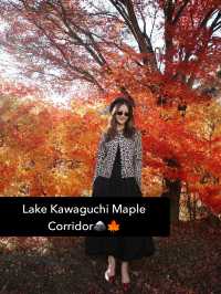 Lake Kawaguchi Maple Corridor🗻🍁 河口湖もみじ回廊