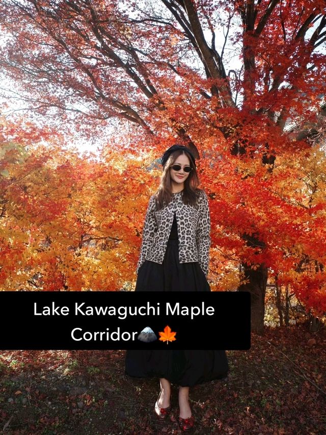 Lake Kawaguchi Maple Corridor🗻🍁 河口湖もみじ回廊