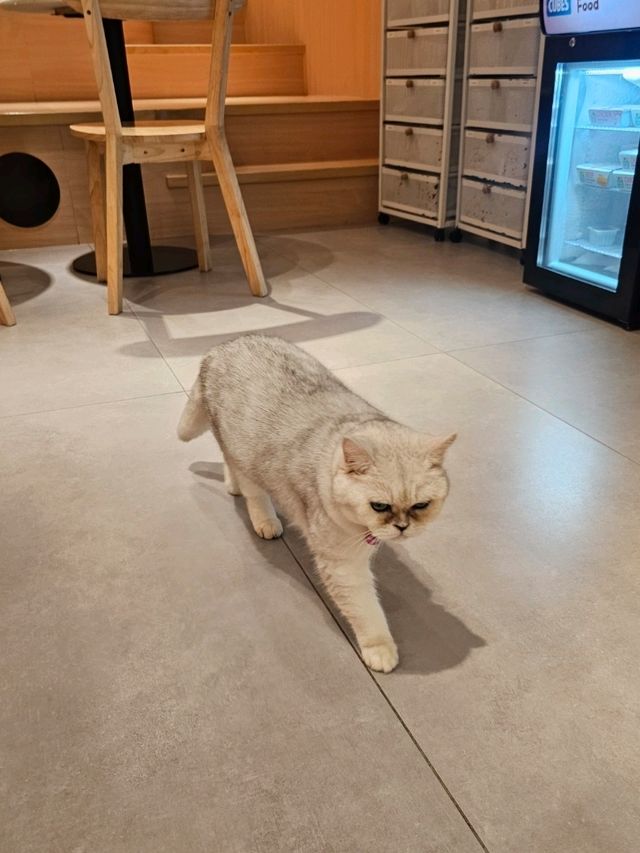 與70隻貓貓同聚餐的體驗 與70隻貓貓同聚餐的體驗