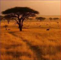 15-day luxury safari plan Zambia → Zimbabwe → Kenya → Tanzania,