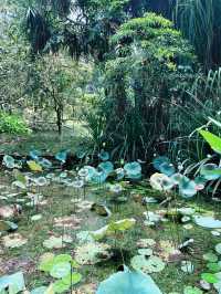 Perdana Botanical Lake: Serene Insta-Worthy Escape with Blossoming Lotus Flowers