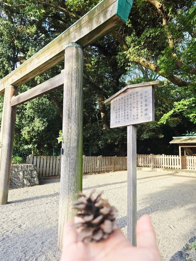 เดินเล่นไหว้ศาลเจ้าอัตสึตะ熱田神宮🎑