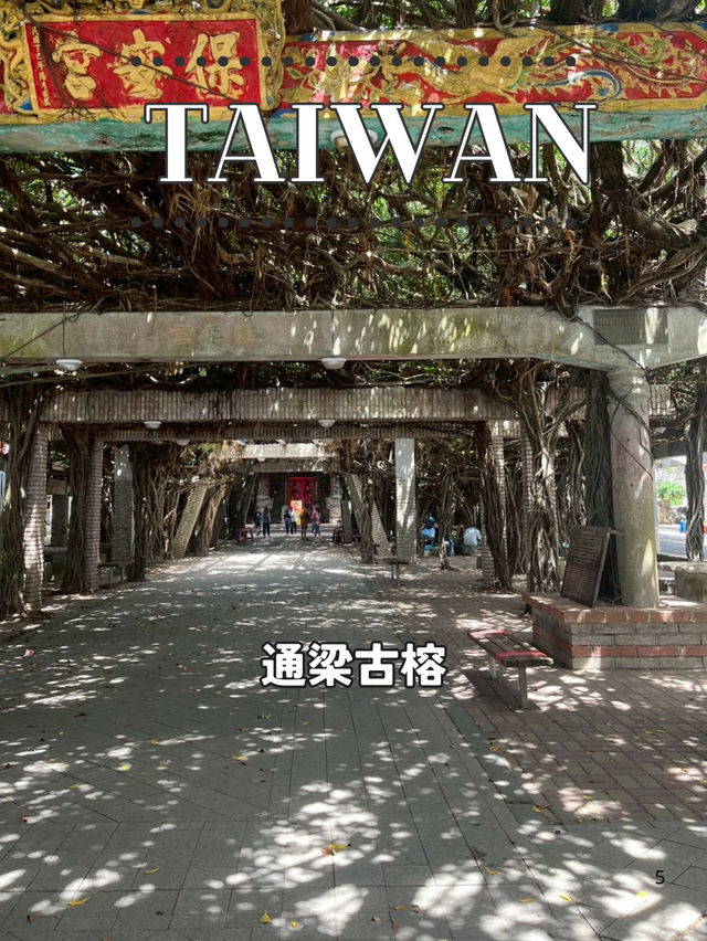 【台湾 澎湖】🌳緑の天蓋に包まれる──西嶼「通梁古榕」
