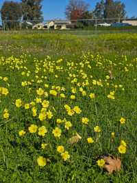 Yellow Bloom Bliss✨,