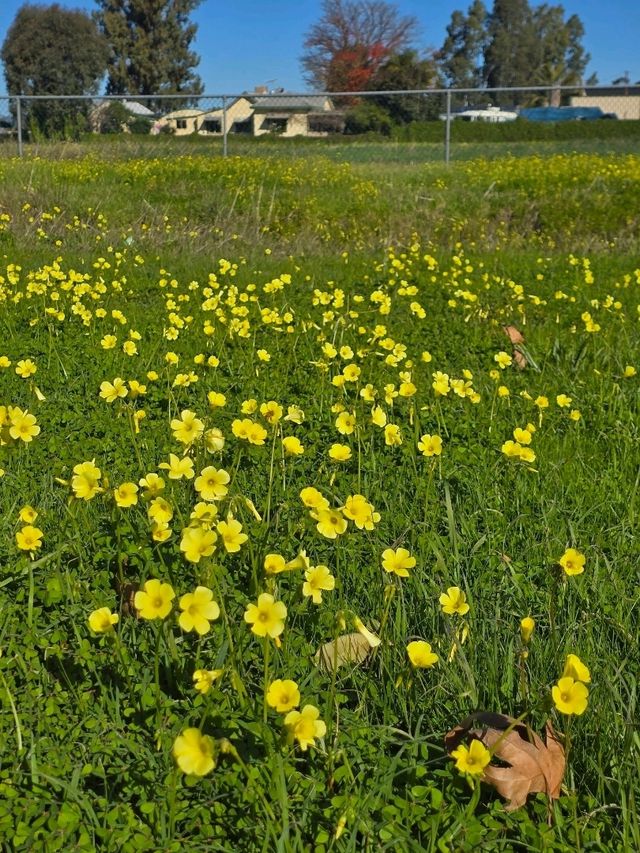 Yellow Bloom Bliss✨,