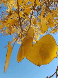 The Spirit of the Desert Poplar