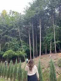 ☕ Reforest (레포레스트) – คาเฟ่กลางป่าที่แทจอน
