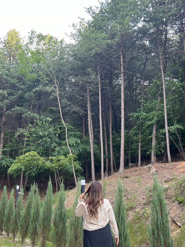 ☕ Reforest (레포레스트) – คาเฟ่กลางป่าที่แทจอน