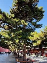 北京之旅:頤和園與故宮的歷史與靜美