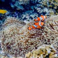 เที่ยวเกาะสุรินทร์