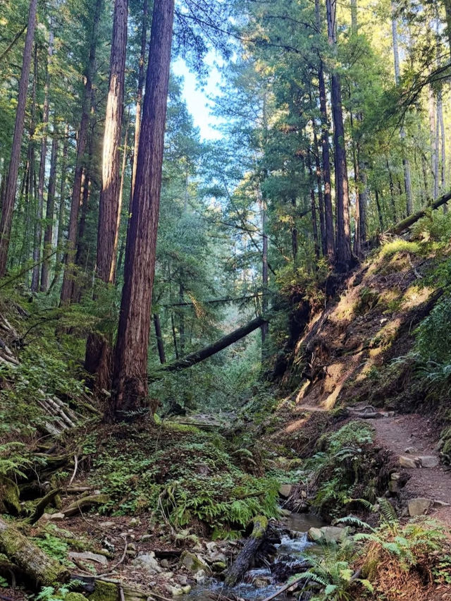 夢幻紅木樹林步道打卡必去✨ 夢幻紅木樹林步道打卡必去✨