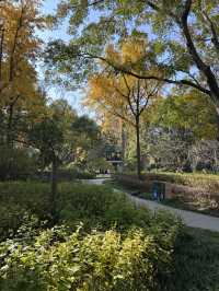 🍁上海延虹绿地｜城市裡舒服的秋日銀杏散步地