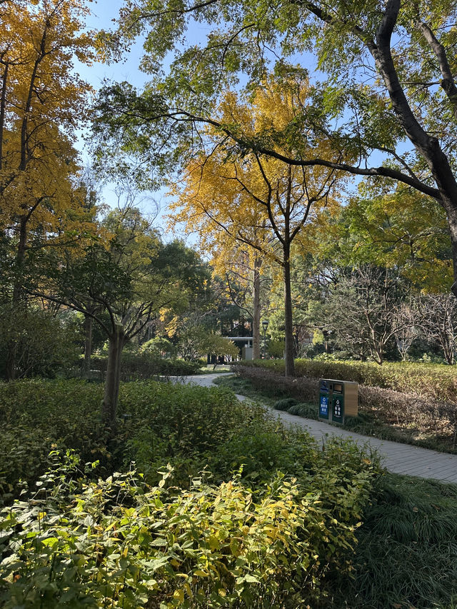 🍁上海延虹绿地｜城市裡舒服的秋日銀杏散步地