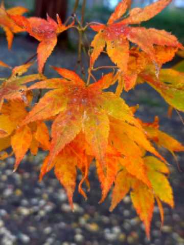 🍁✨ ใบไม้เปลี่ยนสีที่มหาวิทยาลัยฮอกไกโด